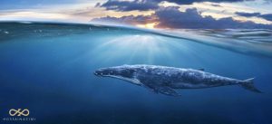 نهنگ ها و تاثیر آنها بر بازار ارزهای دیجیتال